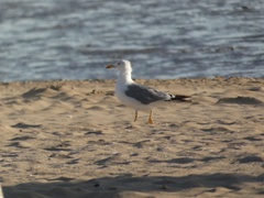 Larus michahellis