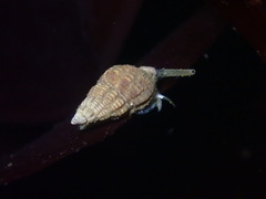 Nassarius mendicus