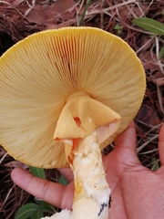 Amanita basii