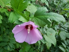 Hibiscus syriacus
