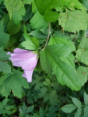 Hibiscus syriacus