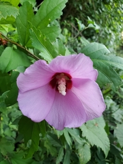 Hibiscus syriacus