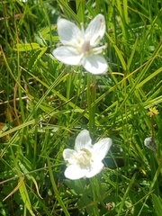 Parnassia palustris