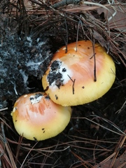 Amanita basii