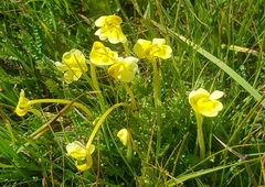 Pedicularis longiflora