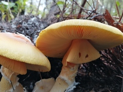 Amanita basii