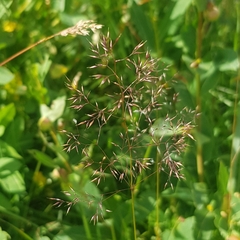 Agrostis vinealis trinii