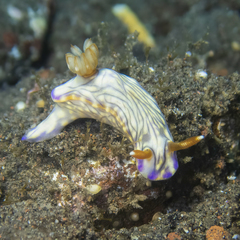 Hypselodoris zephyra