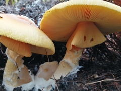 Amanita basii