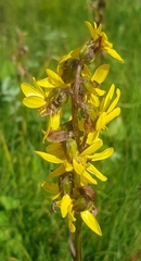 Ligularia sibirica
