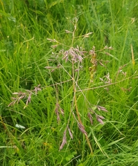 Poa subfastigiata