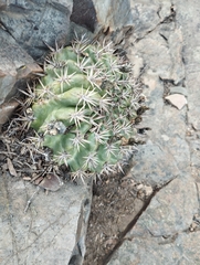 Eriosyce curvispina