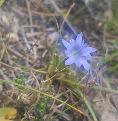 Gentiana squarrosa