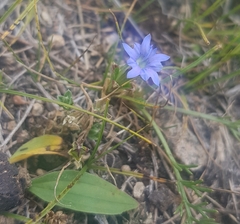 Gentiana squarrosa