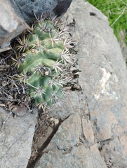 Eriosyce curvispina