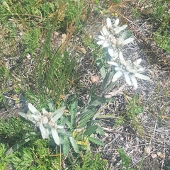 Leontopodium campestre