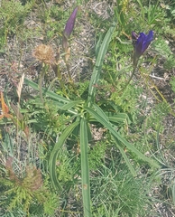 Gentiana decumbens