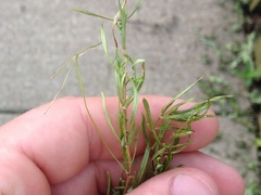 Stellaria longifolia