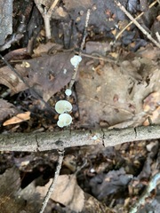 Crepidotus fusisporus