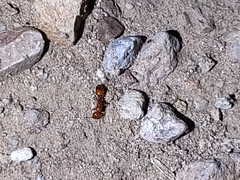 Solenopsis amblychila