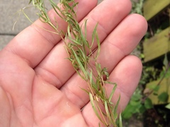 Stellaria longifolia