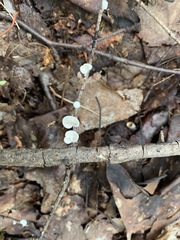 Crepidotus fusisporus