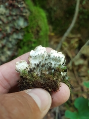 Peltigera horizontalis