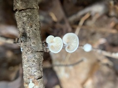 Crepidotus fusisporus