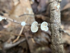 Crepidotus fusisporus