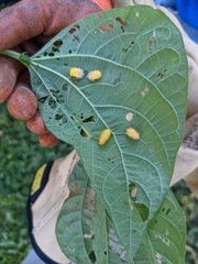 Epilachna varivestis