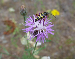Typocerus sparsus