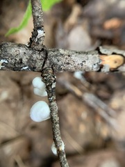 Crepidotus fusisporus