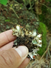 Peltigera horizontalis
