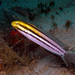 Shorthead Sabretooth Blenny - Photo (c) Blogie Robillo, some rights reserved (CC BY-NC-ND), uploaded by Blogie Robillo