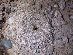 Myrmecocystus mexicanus