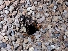 Myrmecocystus mexicanus