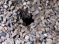 Myrmecocystus mexicanus