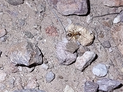 Myrmecocystus mexicanus