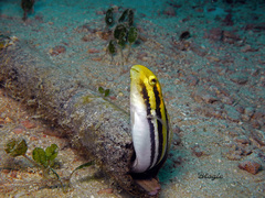 Petroscirtes breviceps
