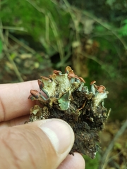 Peltigera horizontalis