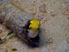 Petroscirtes breviceps