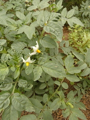 Solanum jamesii
