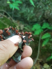 Peltigera horizontalis