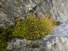 Hymenoloma crispulum