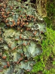 Peltigera horizontalis