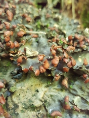 Peltigera horizontalis