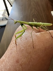 Mantis religiosa