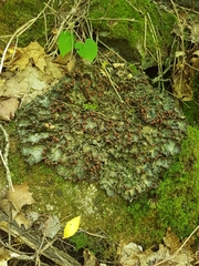 Peltigera horizontalis