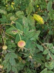 Rosa nutkana macdougalii