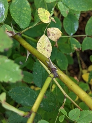 Rosa nutkana macdougalii